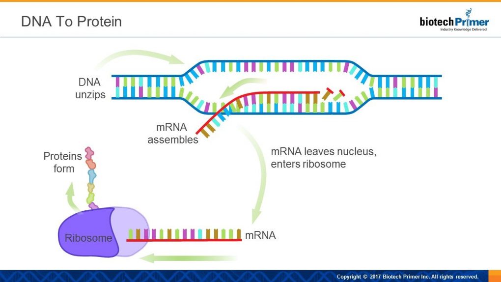 the process of producing mrna from instructions in dna