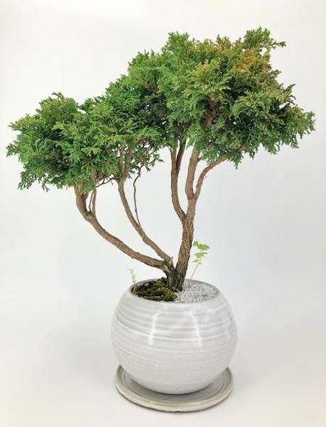 serissa bonsai care instructions