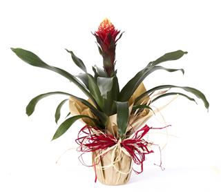 bromeliad pups care instructions