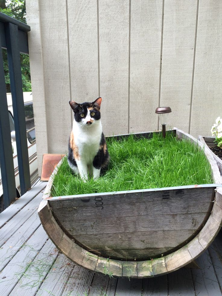 chia cat grass planter instructions