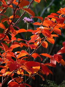 photinia red robin planting instructions