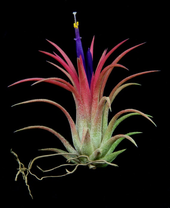 bromeliad pups care instructions