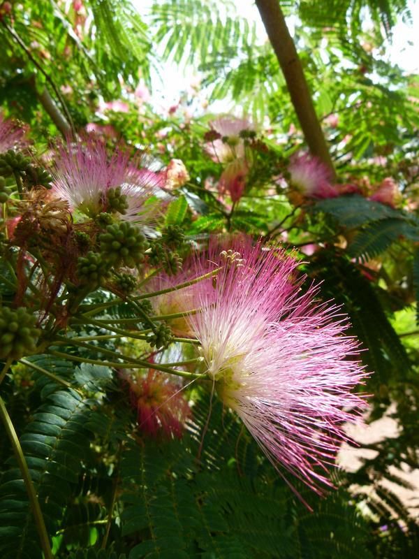 mimosa tree planting instructions