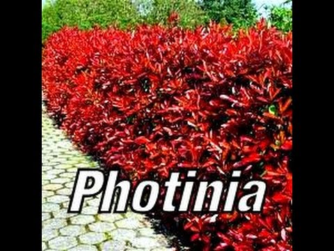 photinia red robin planting instructions