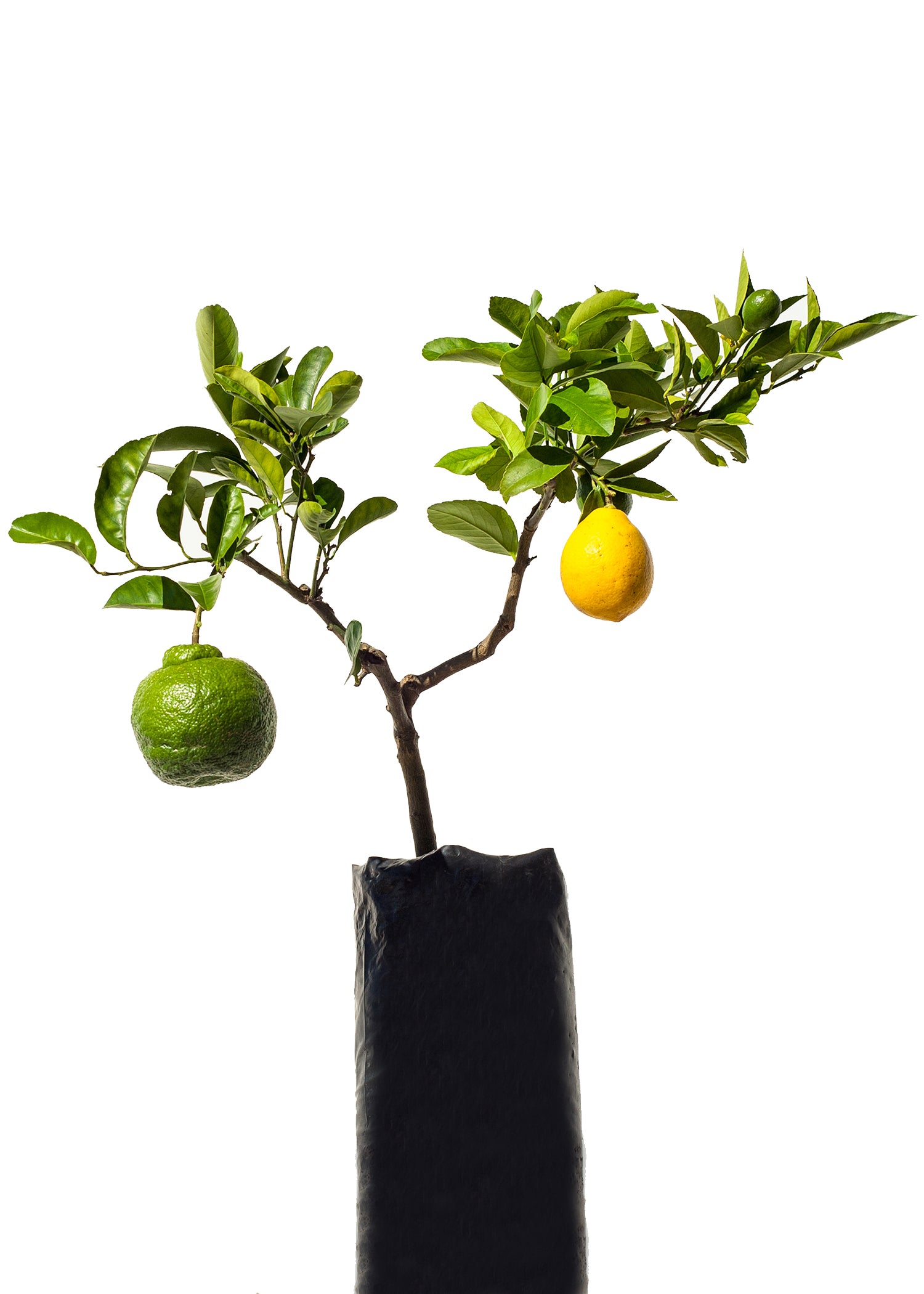 miniature lemon tree care instructions