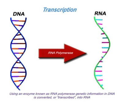 the process of producing mrna from instructions in dna