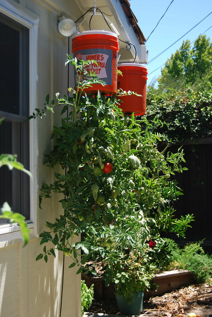 upside down tomato planter instructions